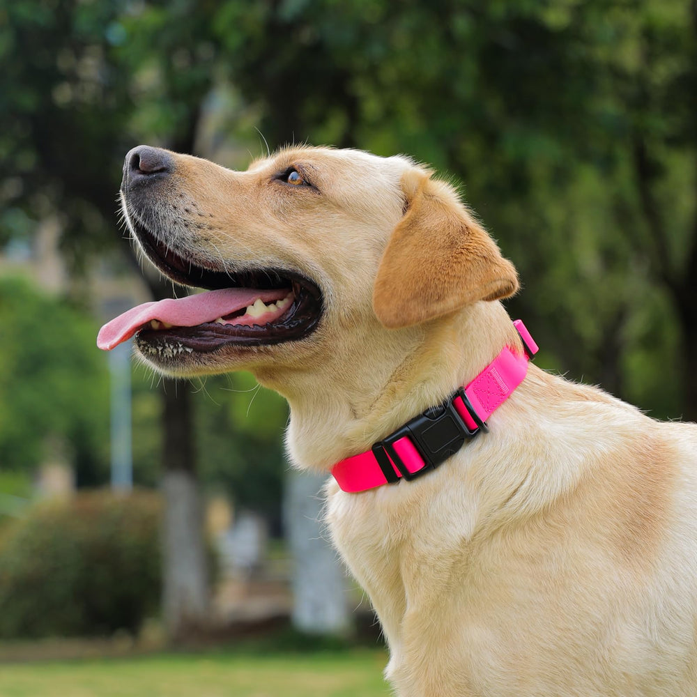 Kidding Pets collar shown in multiple sizes for small to large dogs.