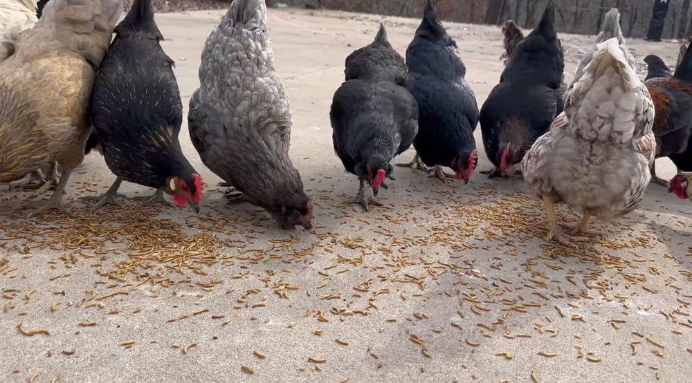 Kimoe dried mealworms chickens feeding demonstrates easy mixing with regular feed