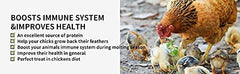Kimoe dried mealworms close-up protein detail highlights a high-protein snack