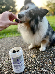 Kinetic Vet Complete Soft Chews packaging-front demonstrates all-natural formula for daily canine wellness