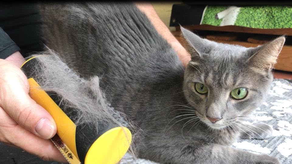King Kanine may support a healthier-looking coat through regular brushing and gentle circulation.
