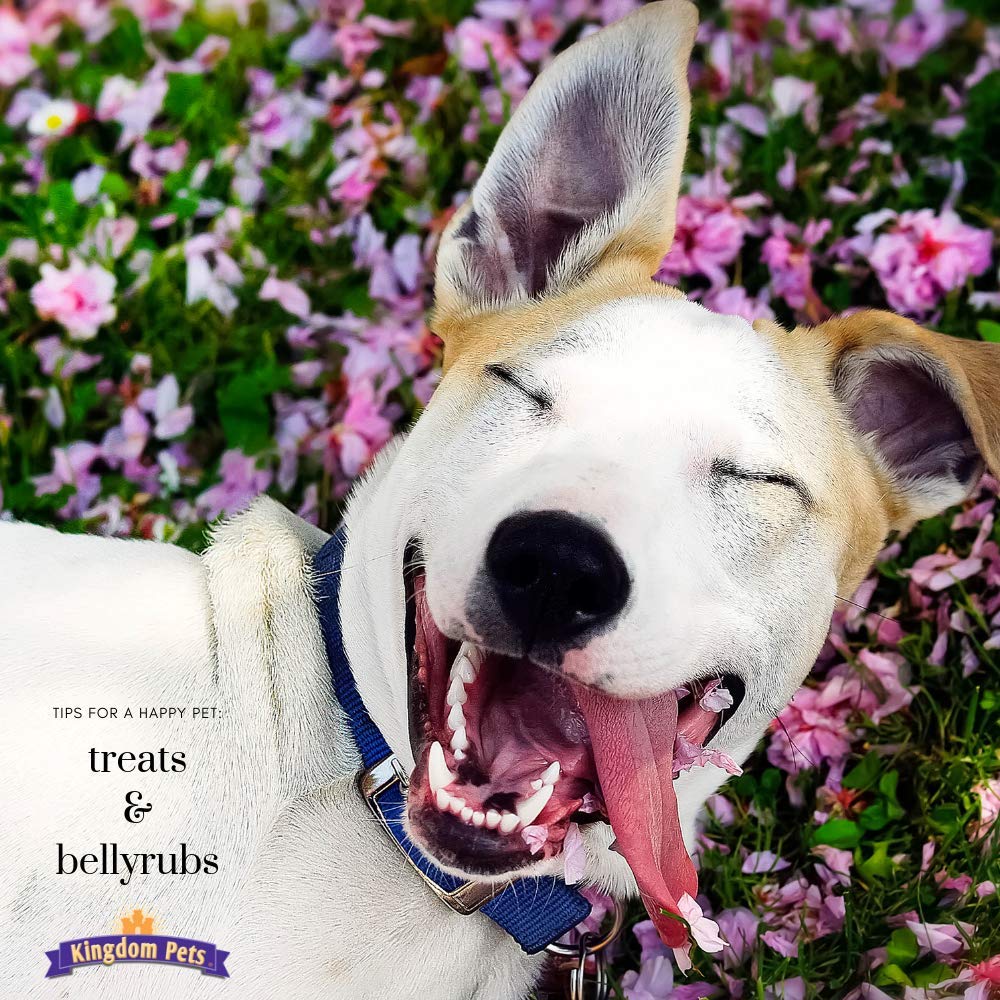 Kingdom Pets Duck Jerky suitable for all breeds and sizes.