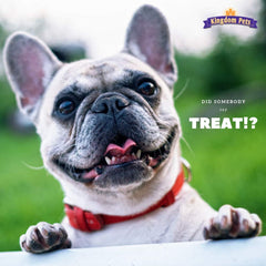 Kingdom Pets training setup with duck jerky treats for positive reinforcement
