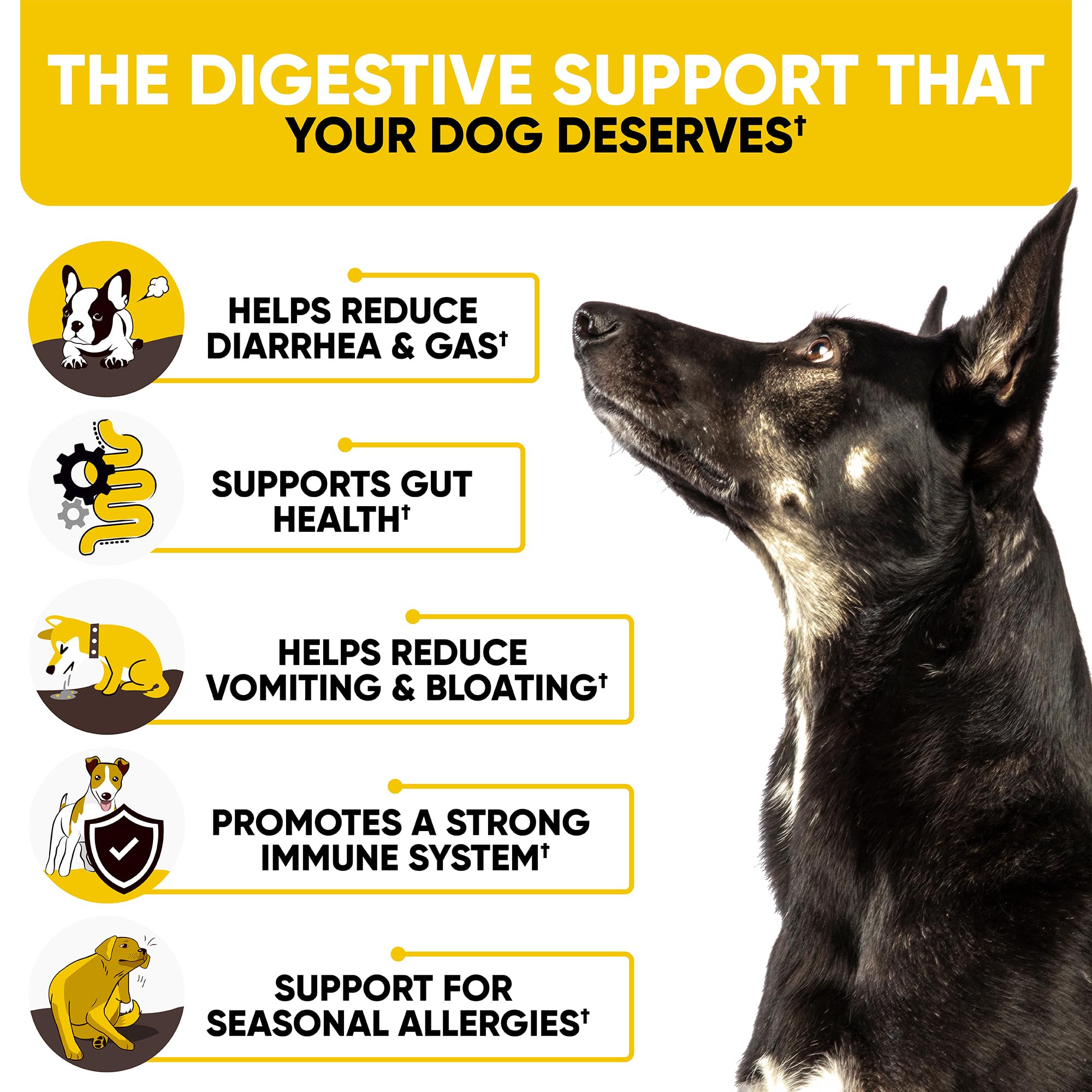 Kinpur Probiotics Chews demonstrate a shiny coat and skin comfort
