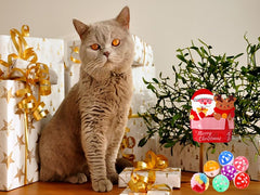 KITCHSTAR Christmas cat toy spring close-up reveals colorful springs for interactive chase.