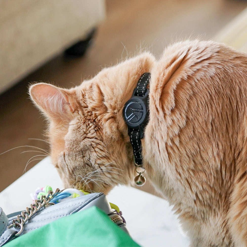 Kitty Kompass USA-made collar in blue, quality-controlled for pet gear.