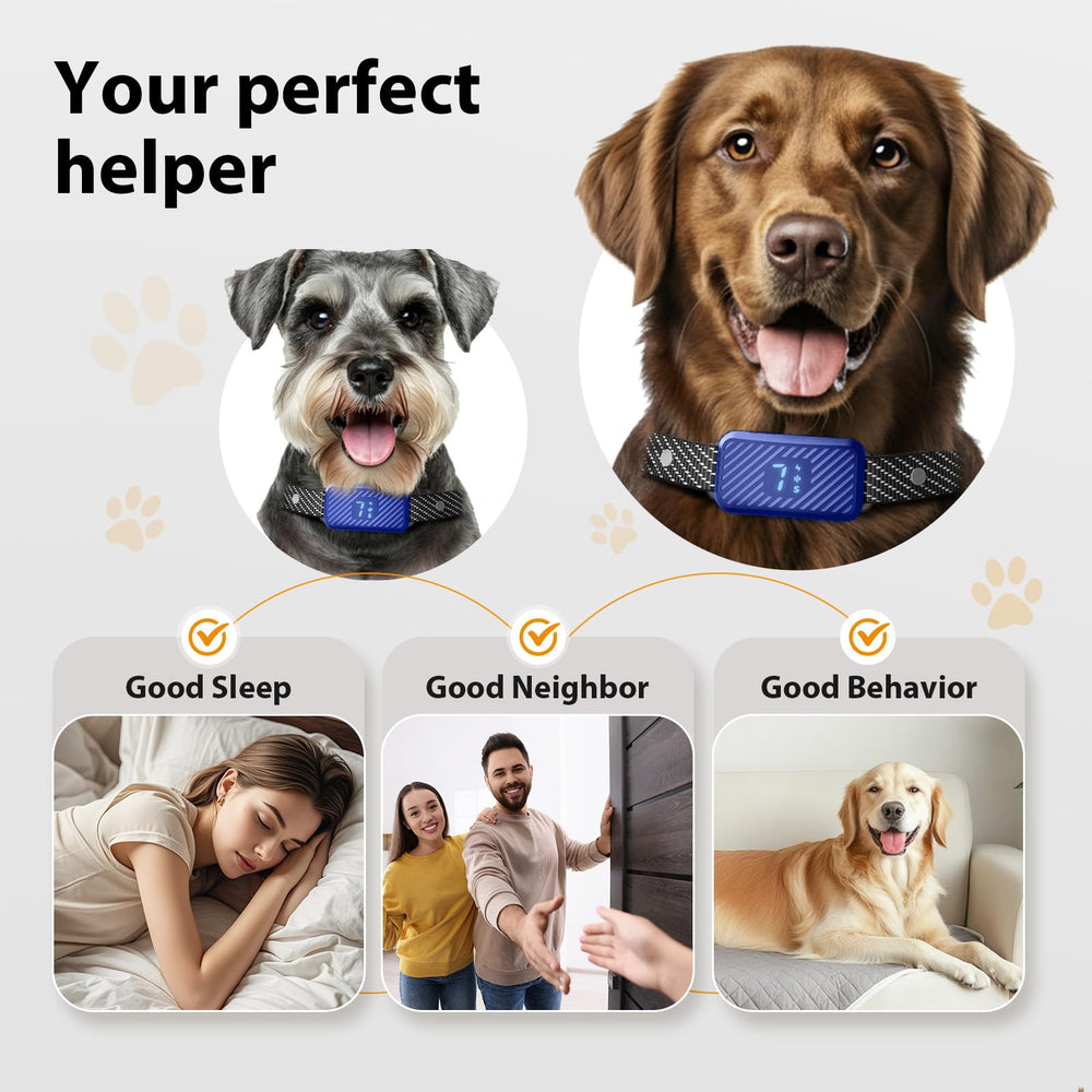 Happy dog wearing KJKZO collar during home training sessions.