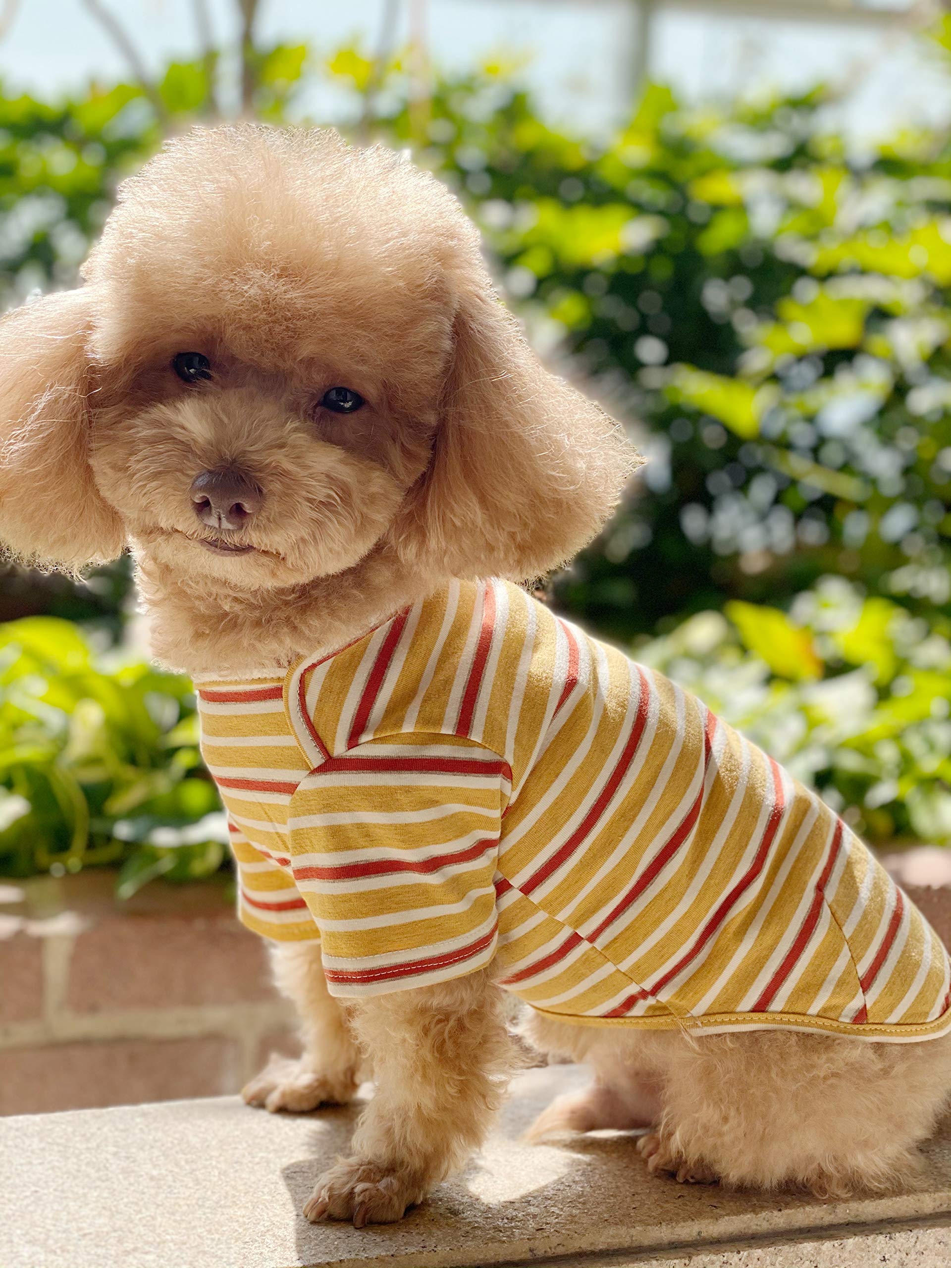 Knuffelen small-dog model wearing shirt suggests easy on/off