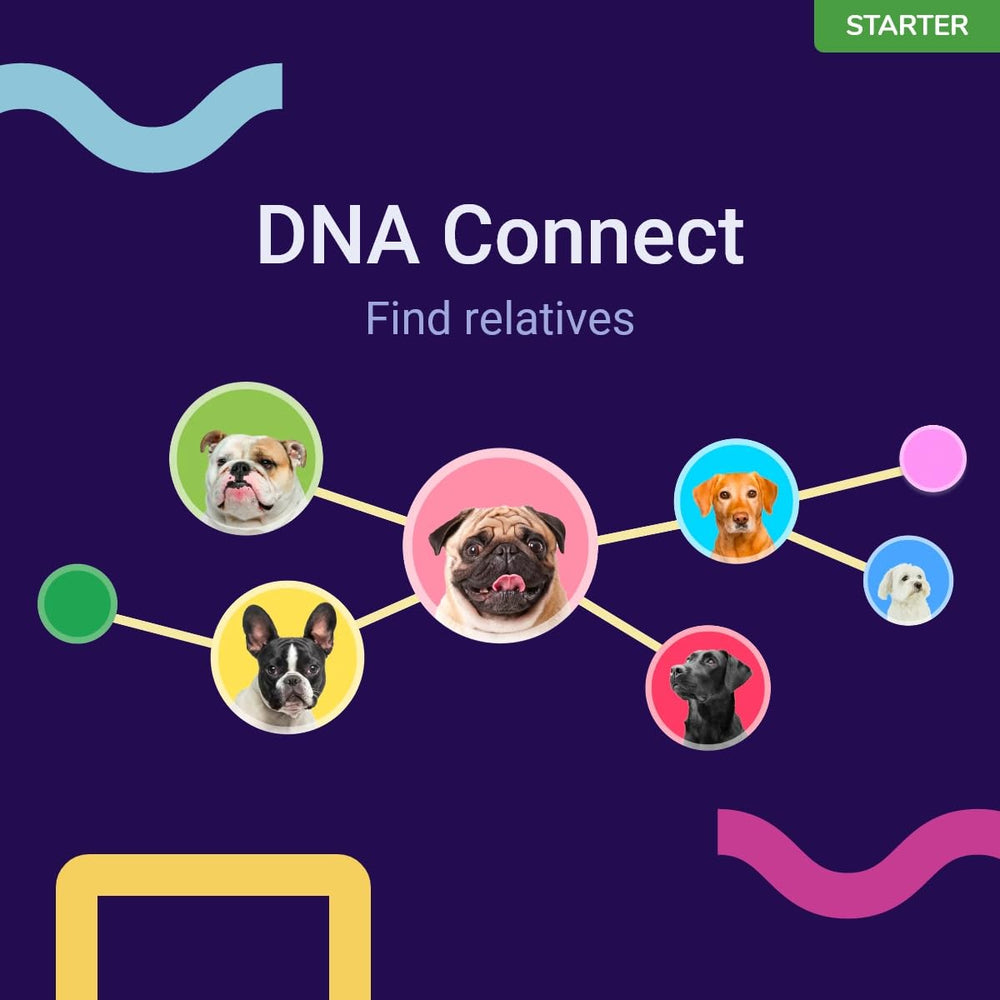 Koko Genetics family tree view connects relatives worldwide for context.
