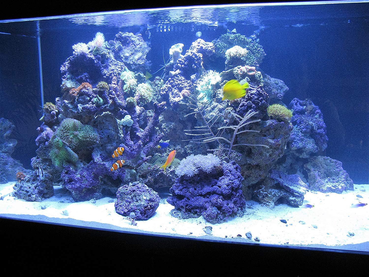 Kolar Labs GFO Bayoxide E33 250g packaging highlights convenient dosing for aquariums