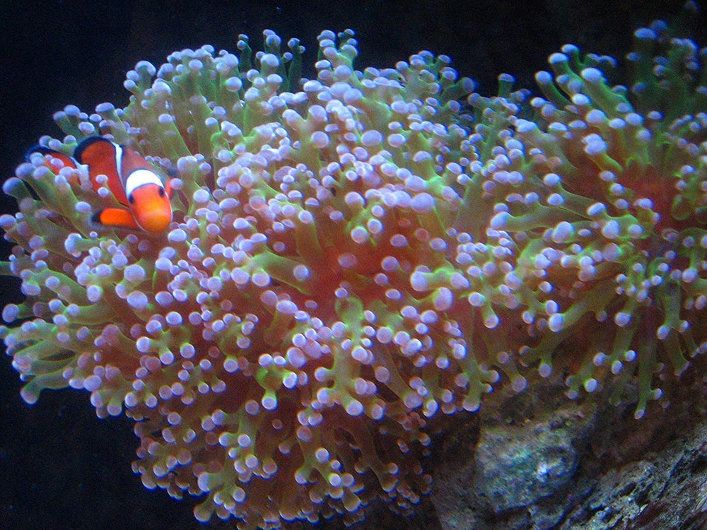 Kolar Labs GFO Bayoxide E33 aquarium setup promoting stable phosphate levels