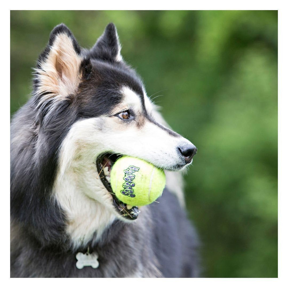 KONG Air Dog Squeaker Ball outdoor fetch action promotes active play.