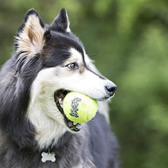 KONG Air Squeakers Tennis Balls X-Small bundle shot emphasizing 4-pack convenience for multi-dog homes