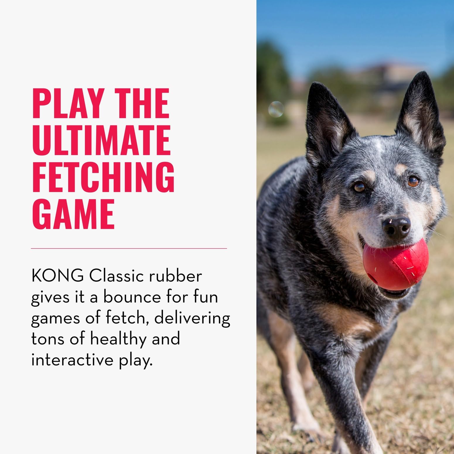 KONG Ball with Hole shown during training session to reinforce commands.