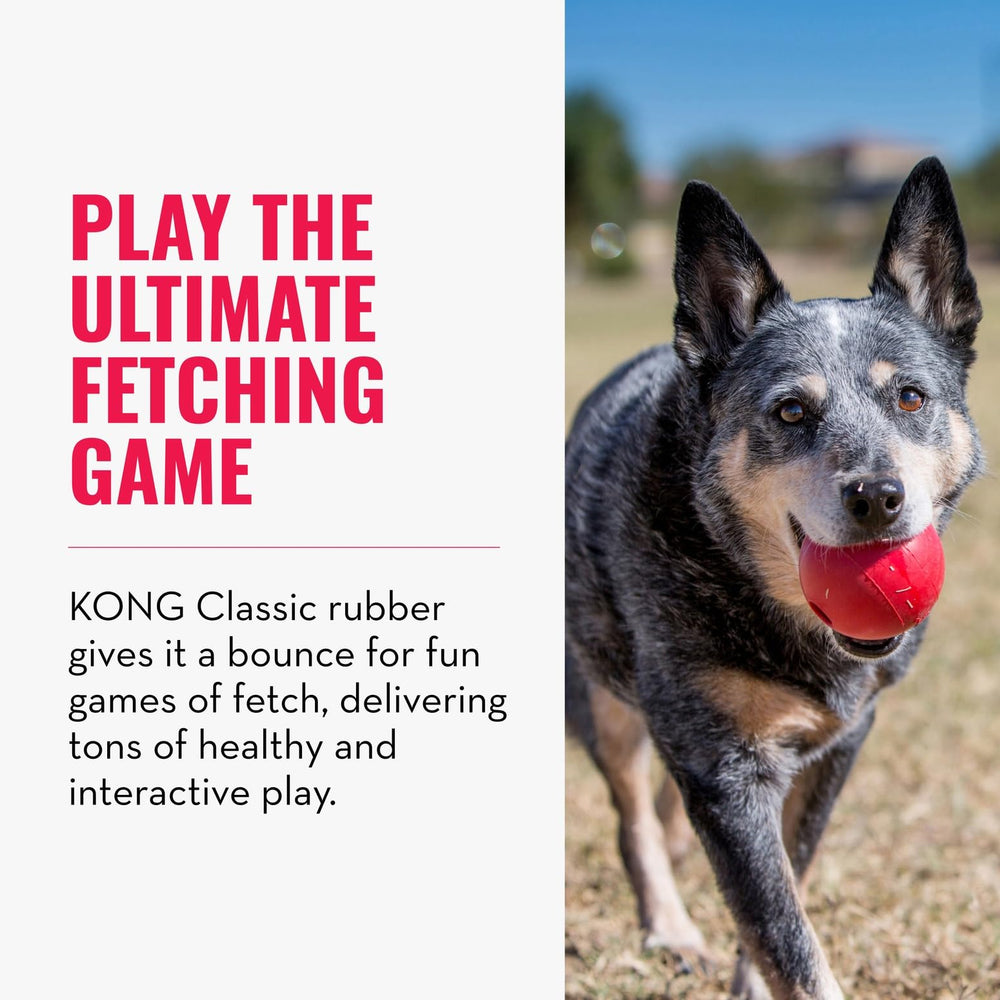KONG Ball with Hole shown during training session to reinforce commands.