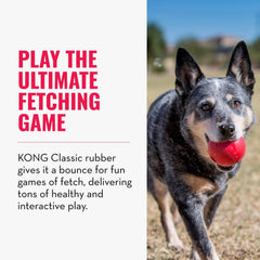 KONG Ball with Hole shown during training session to reinforce commands.