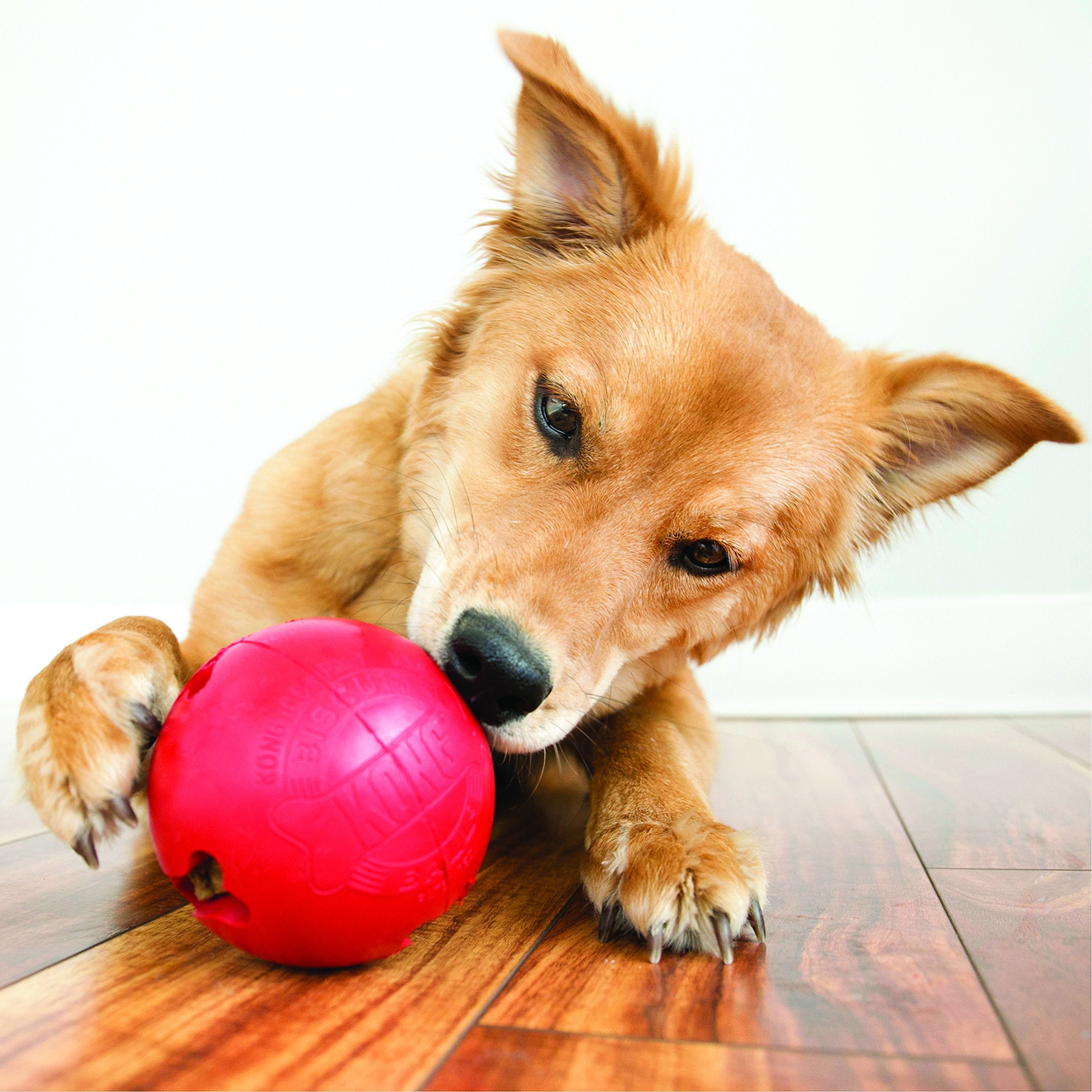 KONG Biscuit Ball showing four bone-shaped holes to extend play