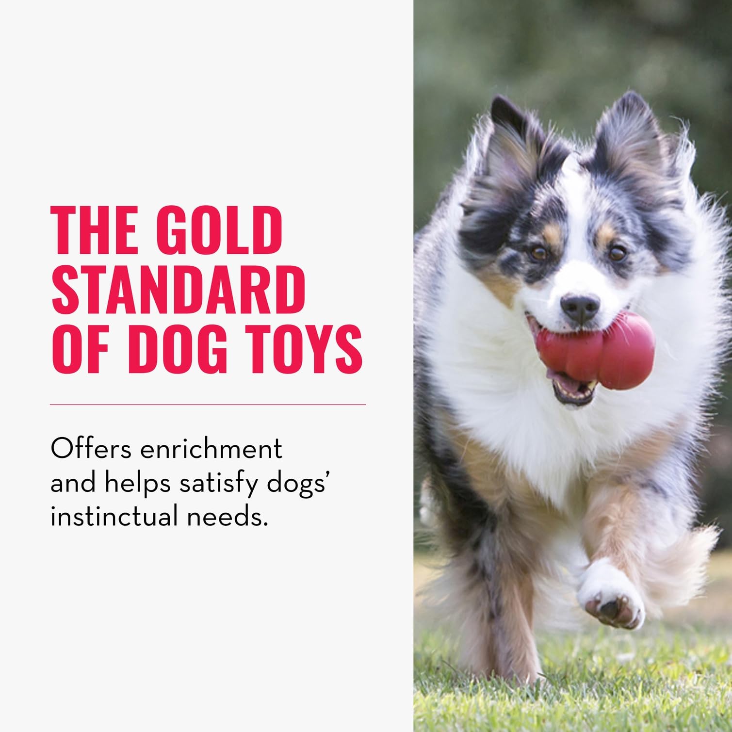 KONG Classic with erratic bounce demonstrates unpredictable play for engaging fetch sessions.