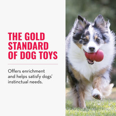 KONG Classic with erratic bounce demonstrates unpredictable play for engaging fetch sessions.