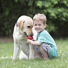 KONG Classic stuffed-dog-toy-kibble shows treat-filled play for enrichment.
