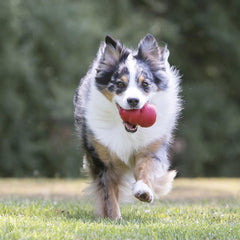 KONG Classic red toy in action outdoors for fetch and interaction with dogs