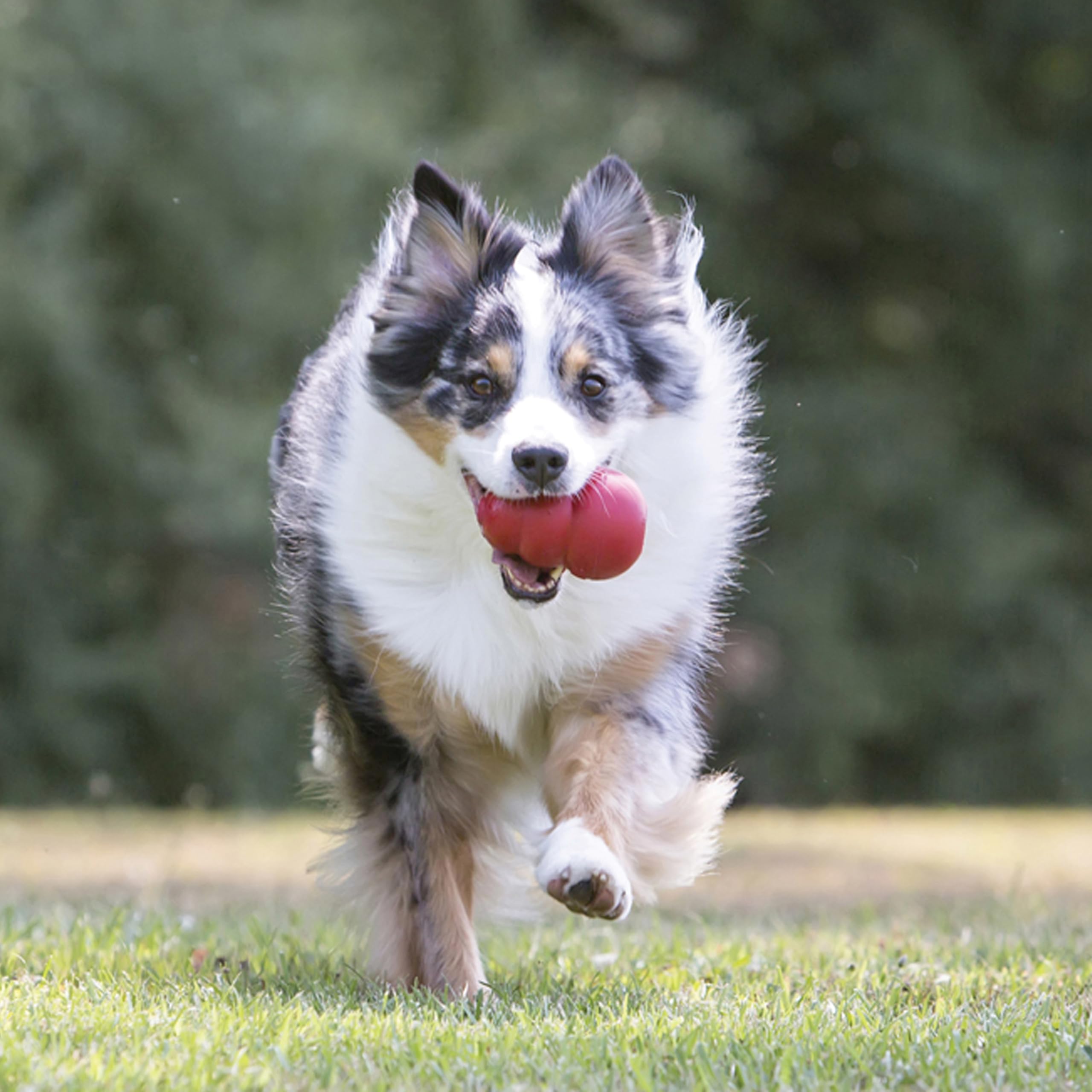 KONG Classic red rubber bounce in action demonstrates unpredictable play.