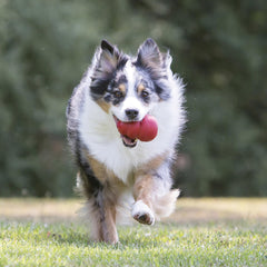 KONG Classic red rubber bounce in action demonstrates unpredictable play.