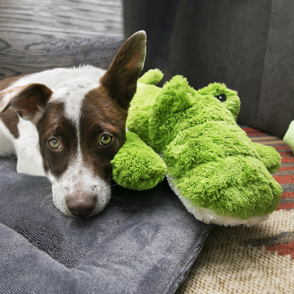 KONG Cozie Ali Alligator XL squeaker to entice active play.