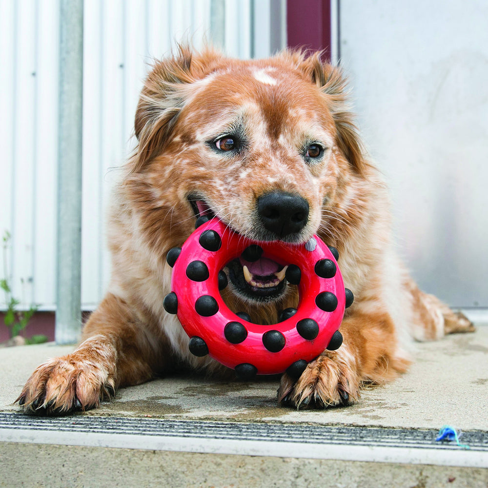 KONG Dotz Circle Dog Toy Large side view for interactive play