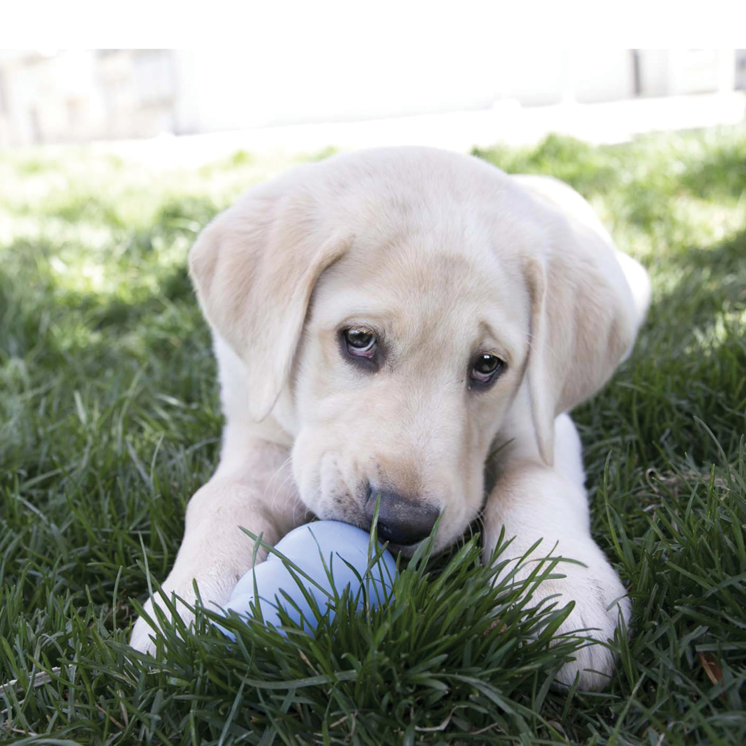 KONG Easy Treat puppy-large stuffed Kong for extended playtime.