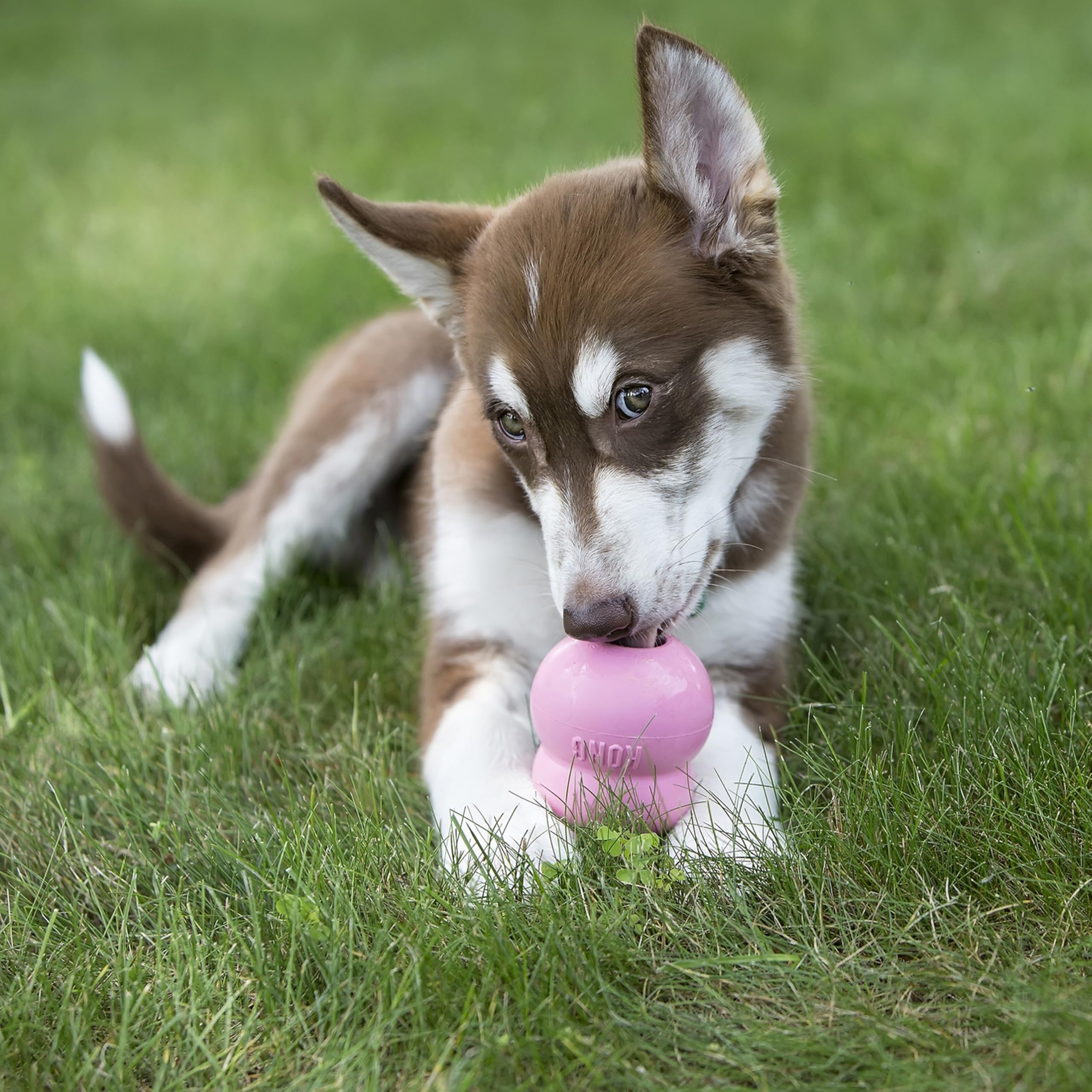 KONG Easy Treat Puppy nozzle-dispense demonstrates easy portion control for training rewards