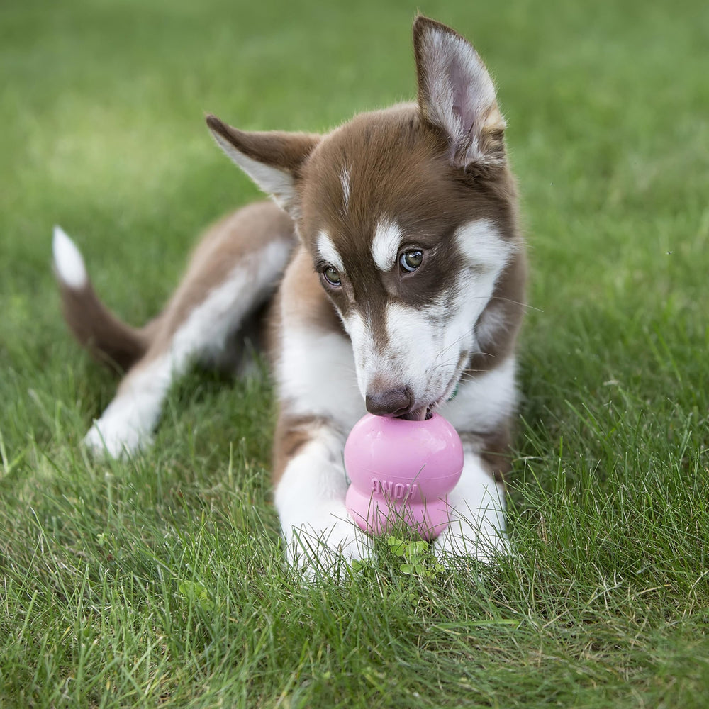 KONG Easy Treat Puppy nozzle-dispense demonstrates easy portion control for training rewards