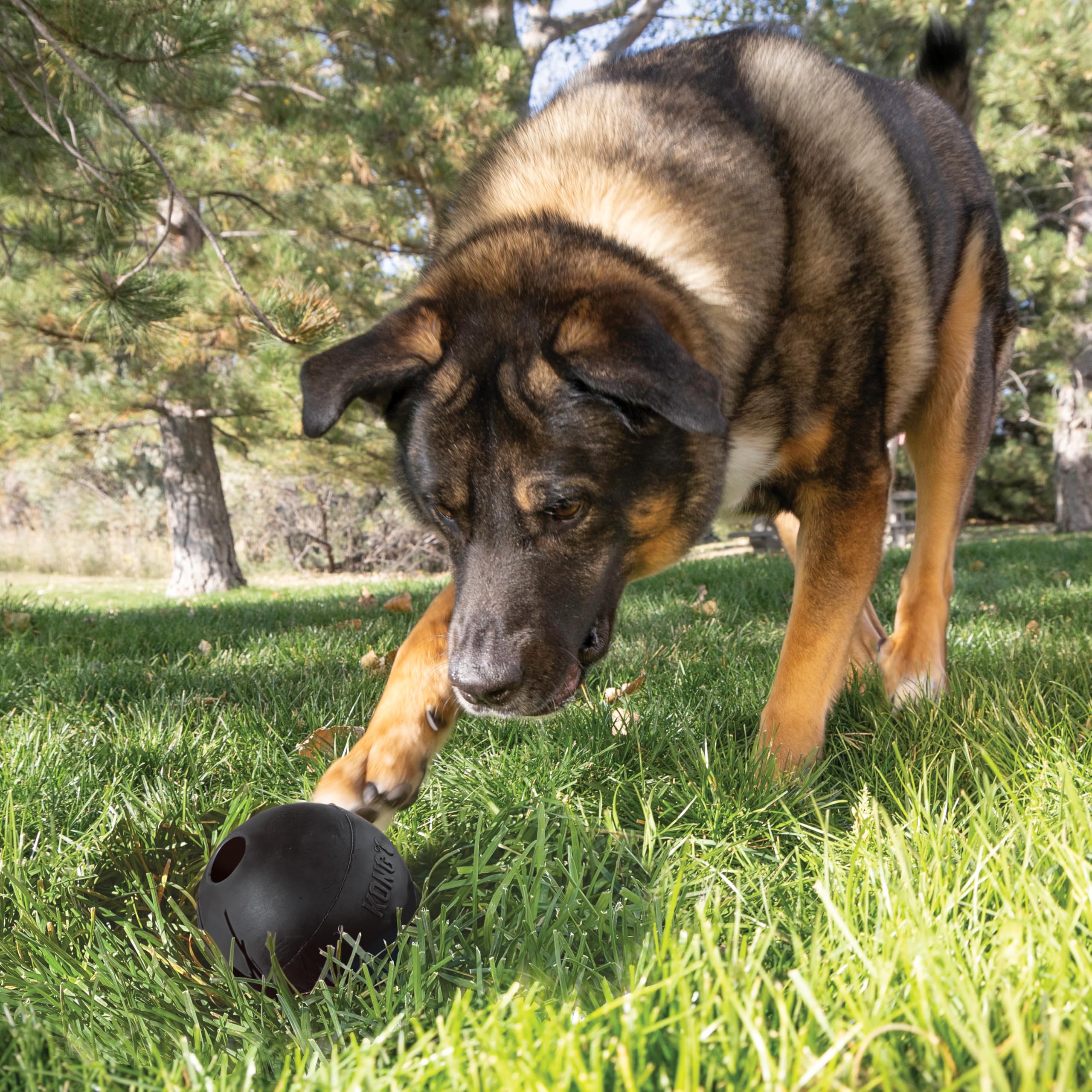 KONG Extreme Ball large dog play captures high bounce for engaging training sessions.