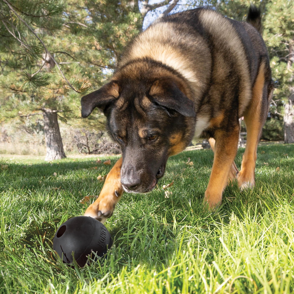 KONG Extreme Ball large dog play captures high bounce for engaging training sessions.