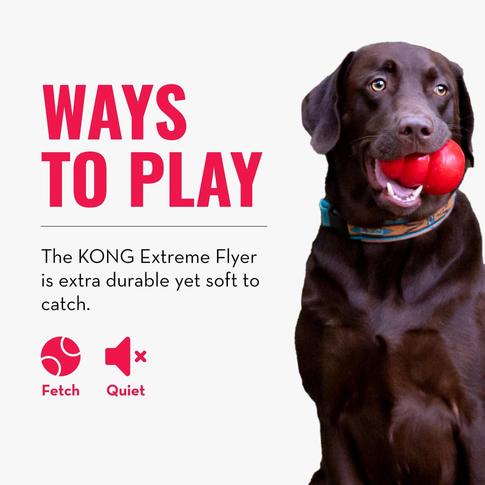 KONG Extreme Flyer large-dog outdoor play session with high-energy fetch.