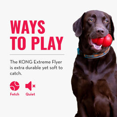 KONG Extreme Flyer large-dog outdoor play session with high-energy fetch.
