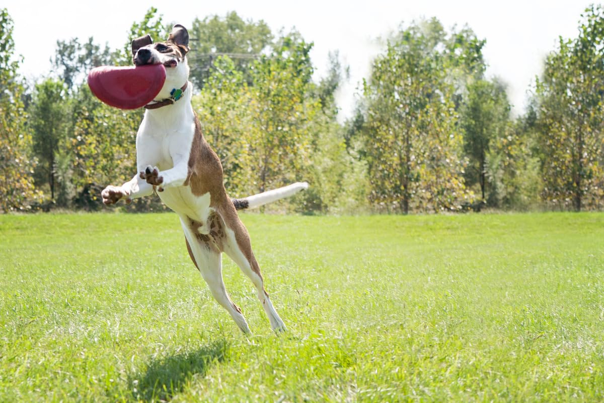 KONG Flyer red two-pack ready for backyard fetch and bonding.