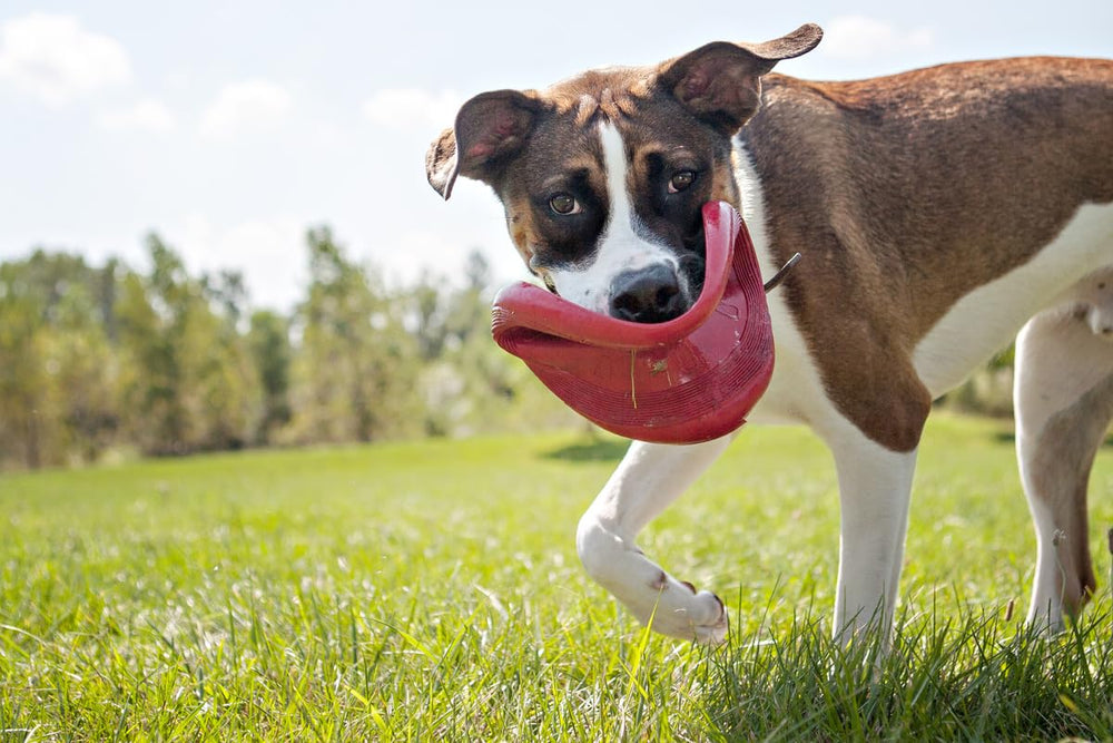 KONG Flyer in park play showing aerodynamic glide and exercise.