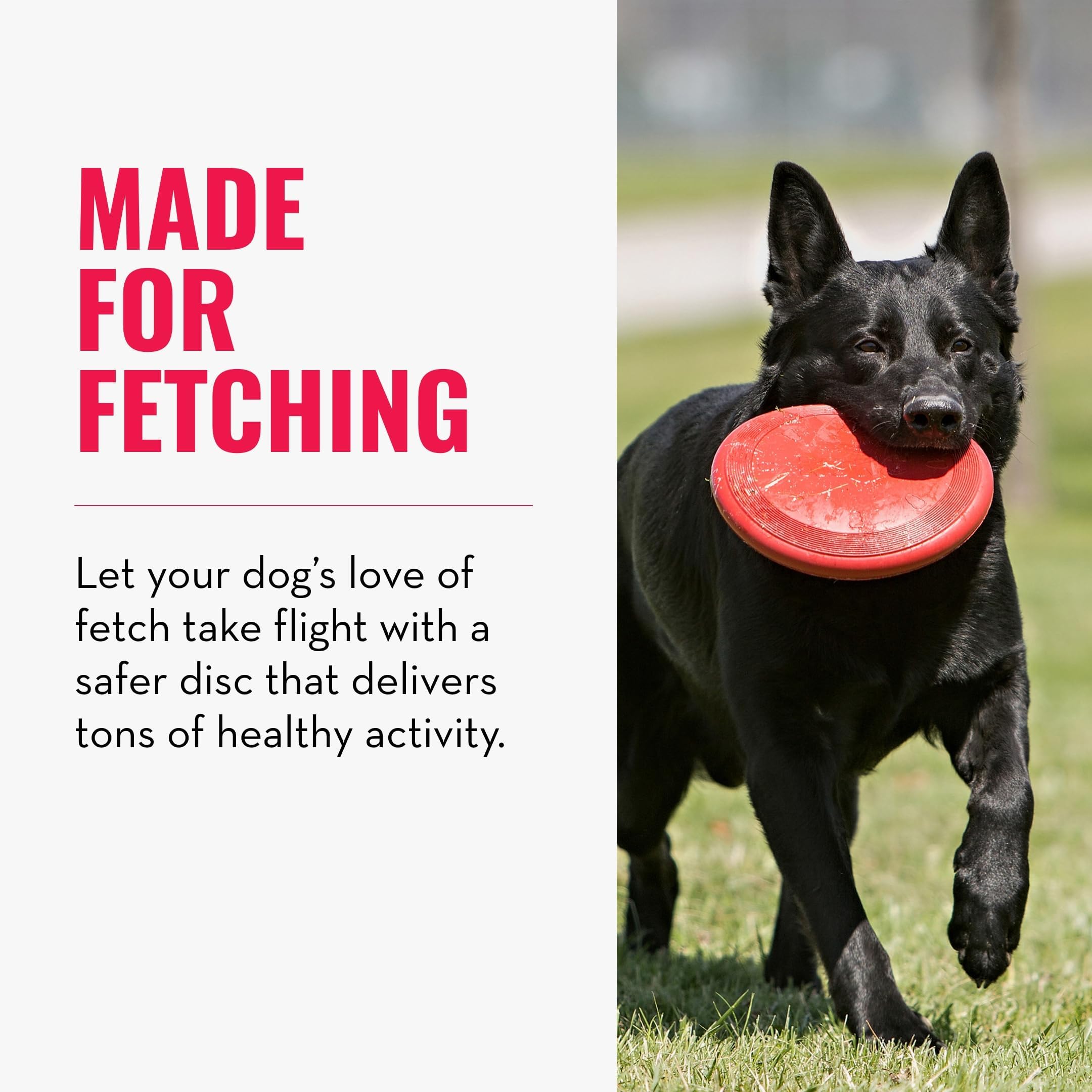 KONG Flyer dynamic rebound in action adds playful unpredictability to fetch.