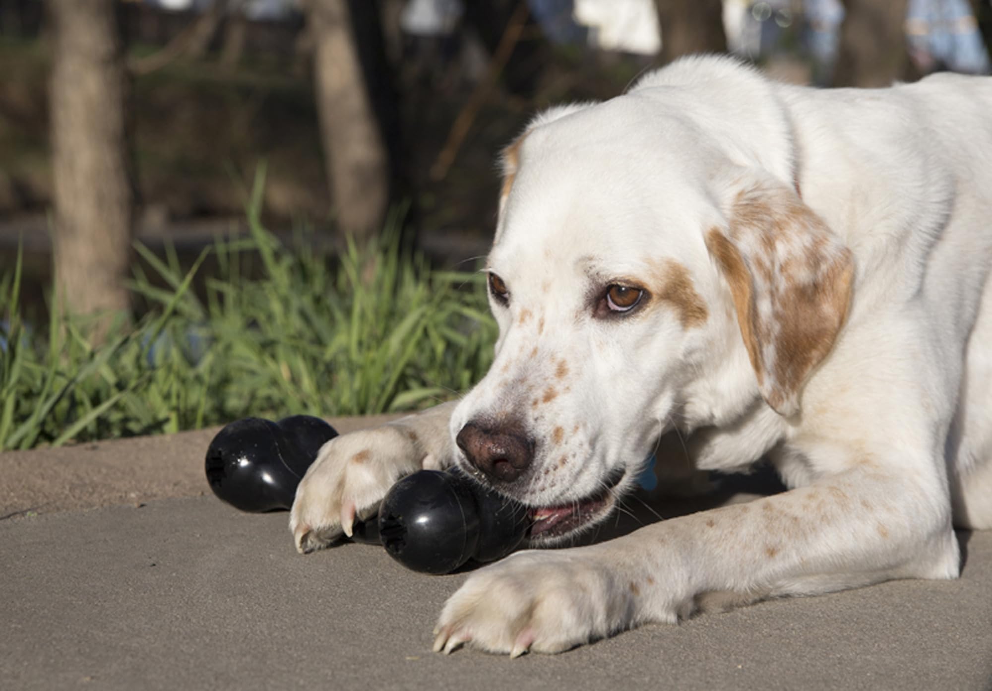 KONG Goodie Bone rellenable: ideal para premios y estimulación mental.