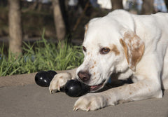 KONG Goodie Bone rellenable: ideal para premios y estimulación mental.