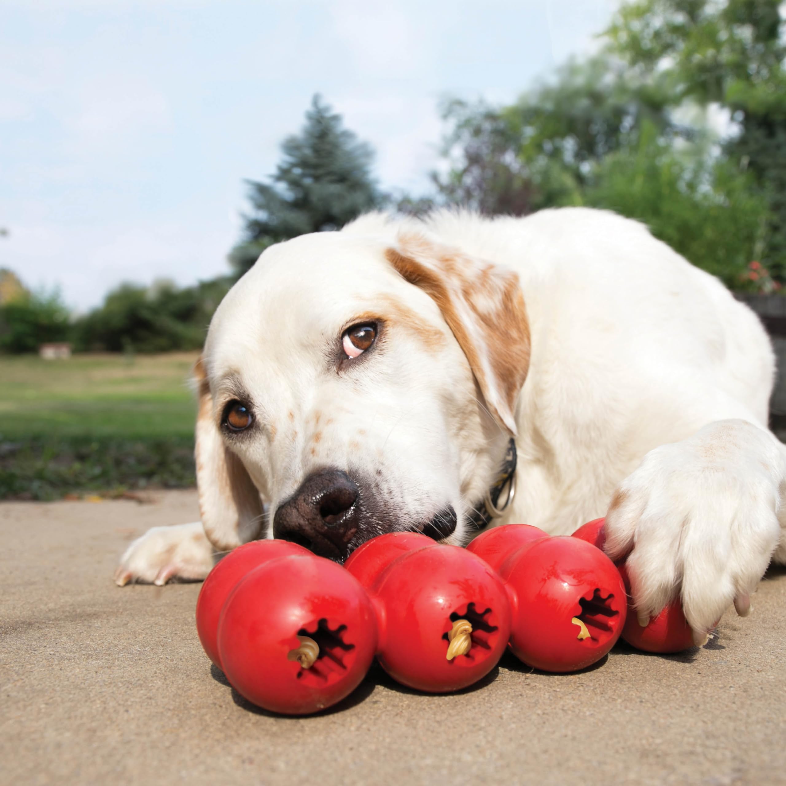 KONG Goodie Ribbon bone-shape design emphasizes durable rubber for interactive chewing.