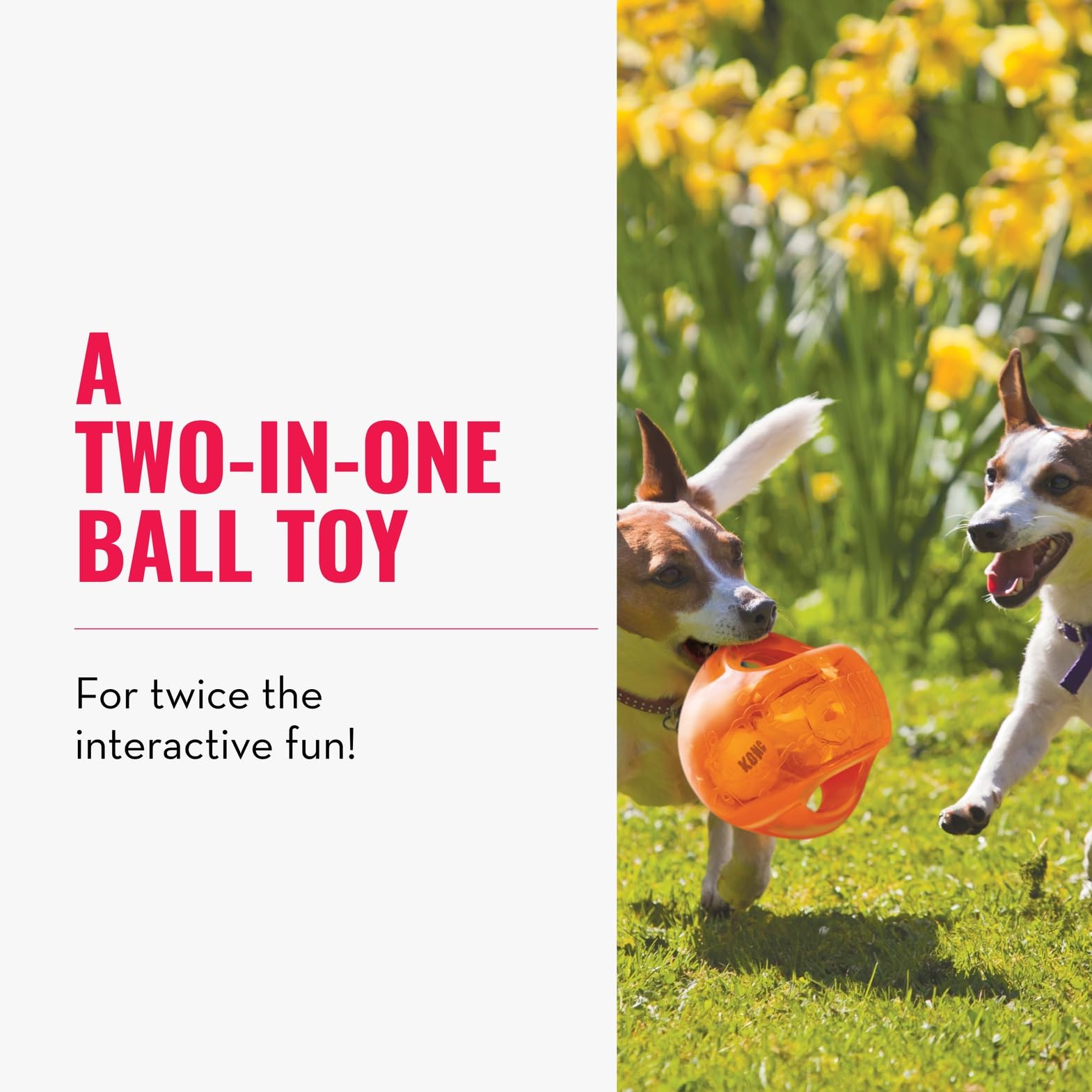 KONG Jumbler Ball interactive play showing engaging fetch with squeaker and tennis ball