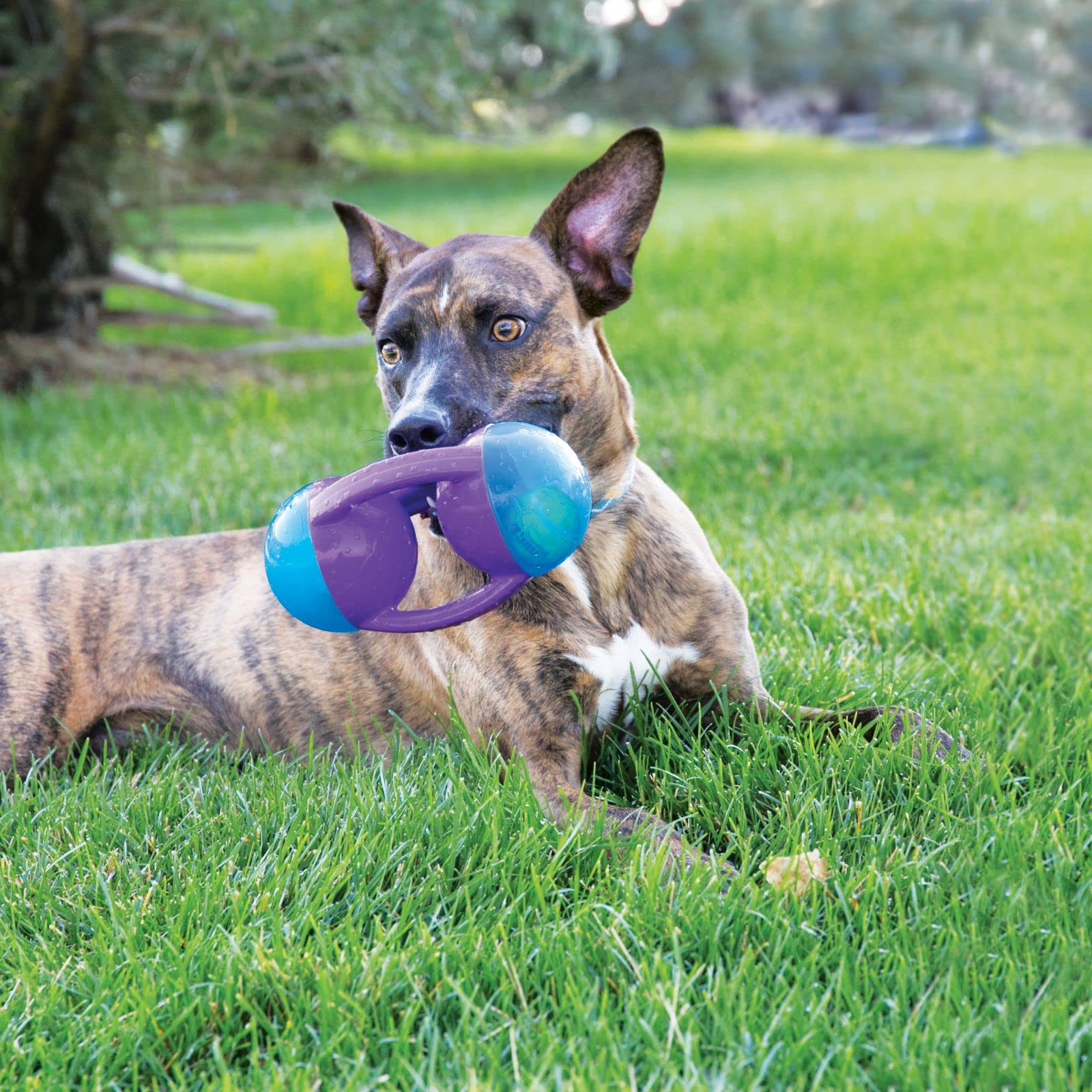 KONG Jumbler interior tennis ball adds surprising bounce during fetch sessions.