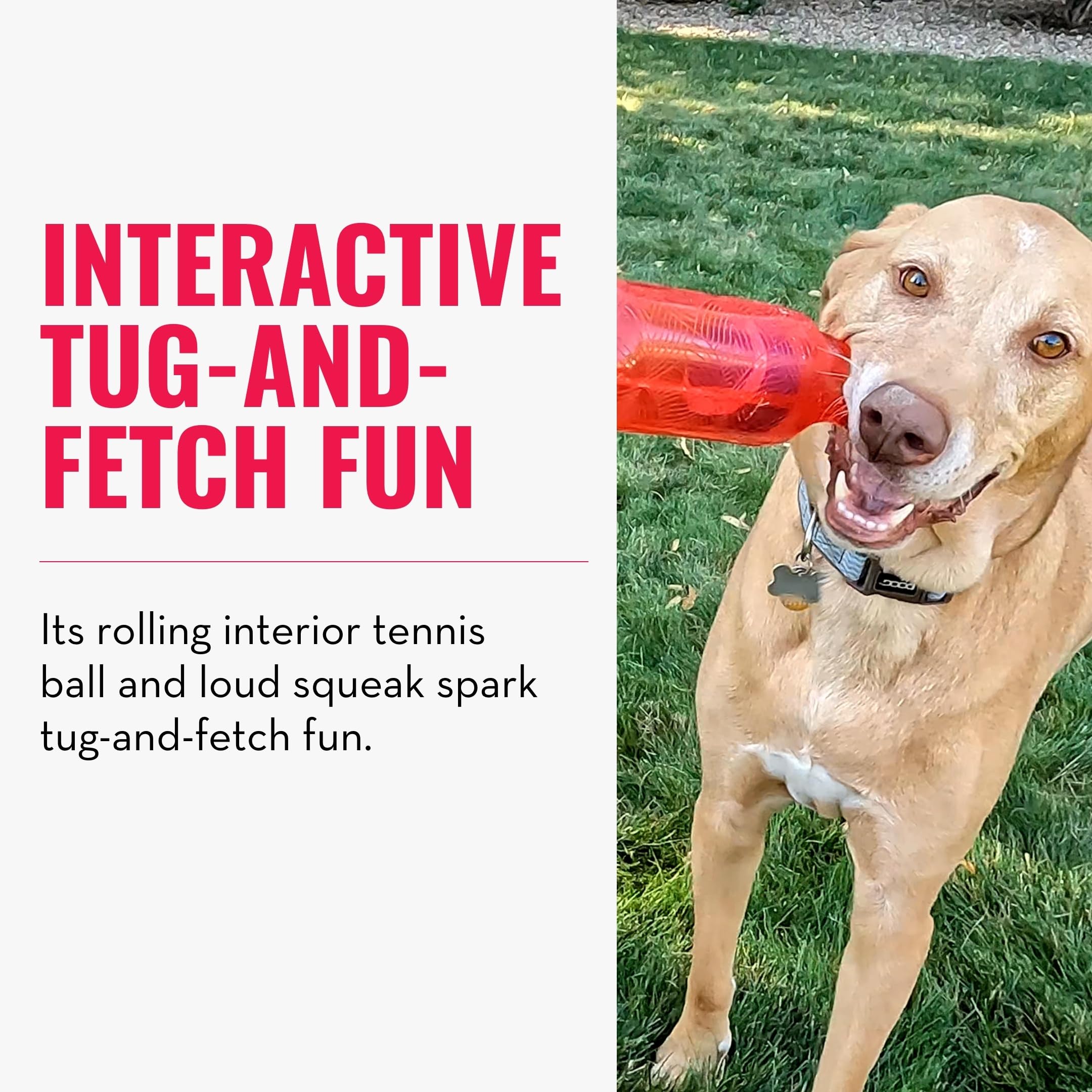 KONG Jumbler Tug action for tug-and-fetch sessions.