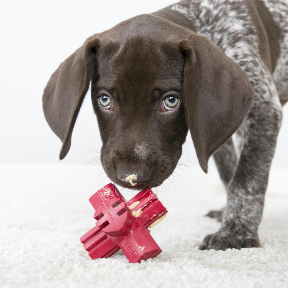 KONG Jump'N Jack with erratic bounce fuels interactive fetch and exercise