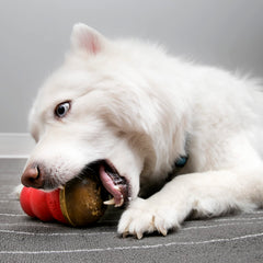 KONG Marathon chewy-texture treats designed for engaging chews and dental care