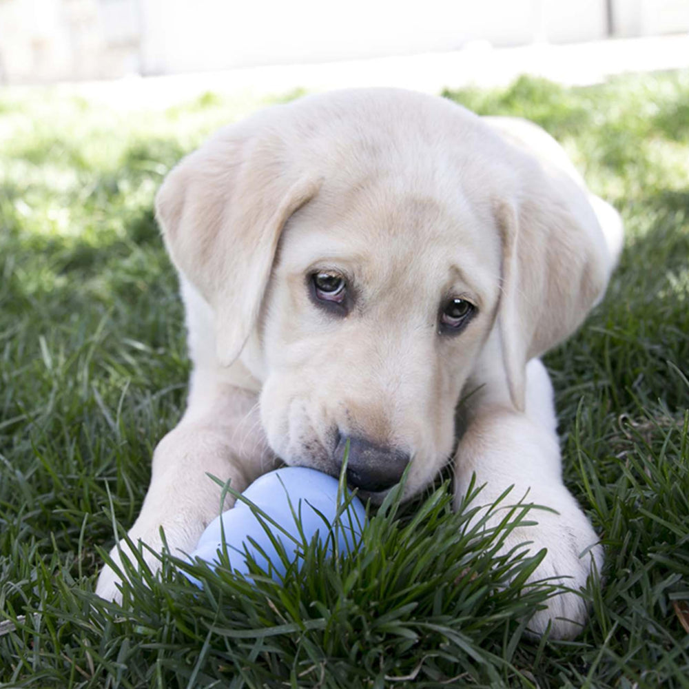 KONG Puppy, juguete para masticar ideal para cachorros