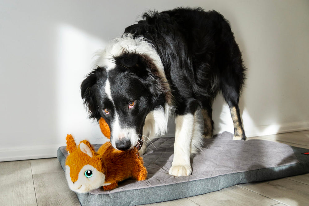KONG Scruffs plush squirrel toy neck-squeaker promotes active play and bonding.