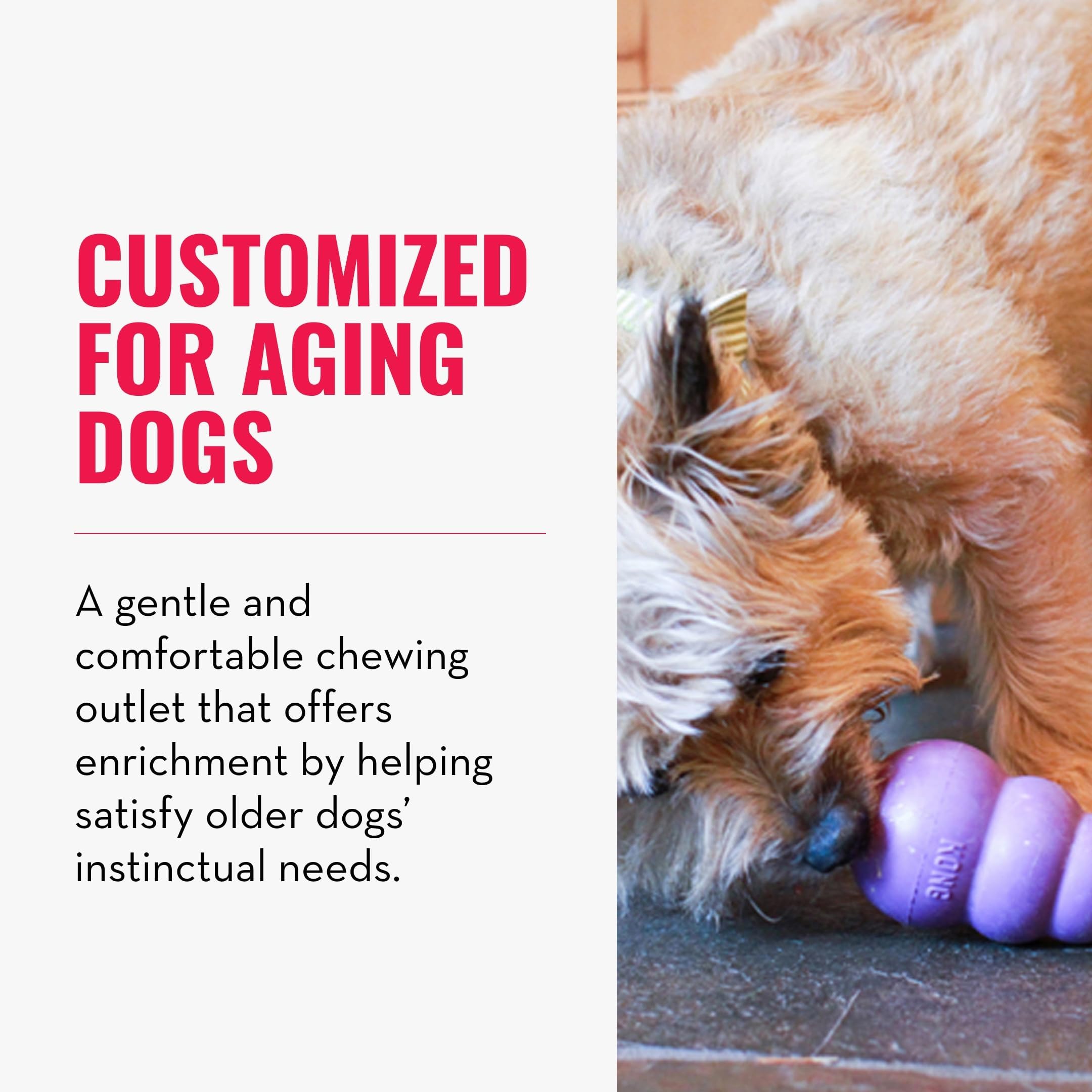 KONG Senior chewing-action medium-dog image emphasizes safe, senior-friendly chewing and engaging play.
